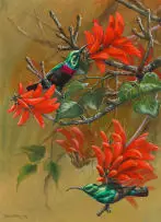 Ingrid Weiersbye, Sunbirds, gouache on paper