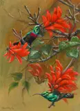 Ingrid Weiersbye, Sunbirds, gouache on paper