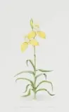 Phil Scott, Disa Uniflora (Worcester), watercolour on paper
