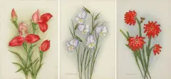 Ethel May Dixie, Disa Grandiflora; Erica Cerinthoides; Gladiolus Spathaceus, three, coloured pencil and watercolour on artist board