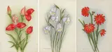 Ethel May Dixie, Disa Grandiflora; Erica Cerinthoides; Gladiolus Spathaceus, three, coloured pencil and watercolour on artist board