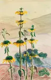 Edith King, Leonotis Leonorus (Lion's Ear), pencil and watercolour on paper