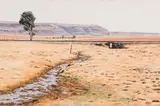 Sipho Ndlovu, Gumtree, oil on canvas