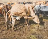 Sipho Ndlovu, Esibayeni (Cattle Kraal)