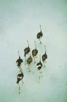 Ostriches, Makgadikgadi, Botswana by Richard du Toit, photolithograh on paper laid down on board, offered Dec 2024