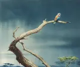 Rodger McPhail, Lilac Breasted Roller