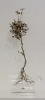 Nic Bladen, Euryops Pectinatus (Golden Daisy Bush), 2024, sterling silver