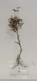 Nic Bladen, Euryops Pectinatus (Golden Daisy Bush), 2024, sterling silver