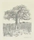 Anton Kannemeyer, Baoabab Tree, Pafuri