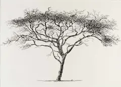 Esias Bosch, Tree, ink on paper