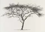 Esias Bosch, Tree, ink on paper