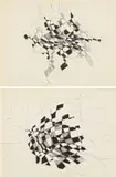 Eugene Labuschagne, Apples Abstracted, two