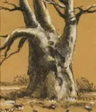 Otto Klar, Baobab, charcoal and chalk pastel on paper
