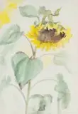Fleur Ferri, Sunflower, watercolour on paper