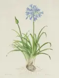 Phil Scott, Agapanthus Praecox, watercolour on paper
