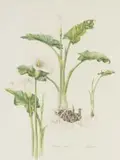 Phil Scott, Zantedeschia Aethiopica (Arum Lily), watercolour on paper