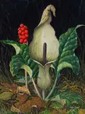 Maggie Oliver, Wild Arum (Lords and Ladies), gouache on paper