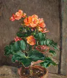 Robert Broadley, Still Life with Begonias