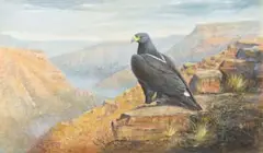 Graeme Arnott, Verreax Eagle, oil on canvas