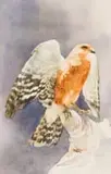 Leigh Voigt, Greater Kestrel Falco Rupicoloides
