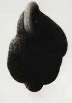Louise Hall, Becoming XVII, charcoal on paper