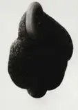 Louise Hall, Becoming XVII, charcoal on paper