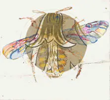Anna Alcock, Ghost of a Bee, hand-coloured etching on paper
