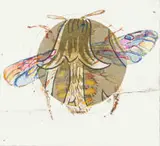 Anna Alcock, Ghost of a Bee, hand-coloured etching on paper