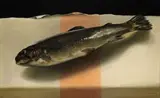 Albert Redelinghuys, Trout, oil on canvas