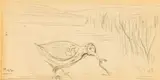 Jacobus Hendrik Pierneef, Bird with Worm, pencil on paper