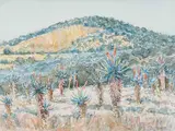 Carl Becker, Aloes, Near Salem, watercolour on card