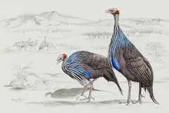 Penny Meakin, Guinea Fowl, pencil and watercolour on paper
