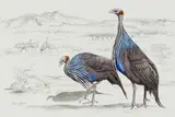 Penny Meakin, Guinea Fowl, pencil and watercolour on paper
