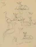 Erich Mayer, Duiker, pencil on paper