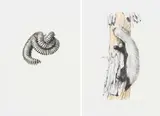 Leigh Voigt, Songololos; Honey Badger, two
