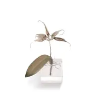 Nic Bladen, Bulbophyllum, sliver with a green patina, on a crystal base