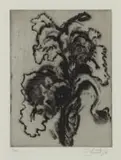William Kentridge, Iris, 2003, etching on Somerset velvet paper