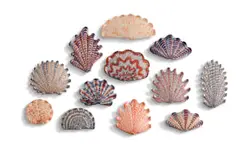 Lucie de Moyencourt, Curated collection of twelve glazed ceramic shells with various coloured motifs