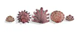 Lucie de Moyencourt, Curated collection of five glazed ceramic shells with coral motifs
