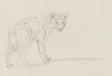 Hyena by Zakkie Eloff, pencil on paper, sold Jun 2024