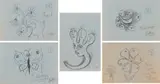Walter Battiss, Hand; Butterfly (More than One); Bird's Nest; Face Flower (More than One); Untitled (Heads), five, pencil on telegram paper