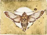 Anna Alcock, Ghost of a Bee Hawk, etching with hand colouring and gold leaf on paper