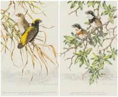 Dick (Richard) Findlay, Golden Bishop Birds; Cape Fly Catchers, two, watercolour and pencil on board