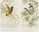 Dick (Richard) Findlay, Golden Bishop Birds; Cape Fly Catchers, two, watercolour and pencil on board