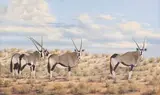 Johann Koch, Gemsbok, oil on canvas