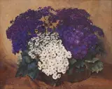 Frans Oerder, Cinerarias in a Pot, oil on canvas