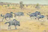 Galloping Wildebeest by Zakkie Eloff, oil on canvas, sold May 2024