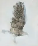 Ruth Levy, Bird, mixed media on paper
