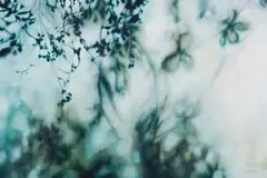 Ingrid Uys, Blurry Leaves, oil on canvas