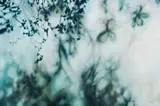 Ingrid Uys, Blurry Leaves, oil on canvas